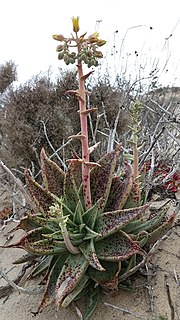<i>Dudleya acuminata</i> Species of succulent