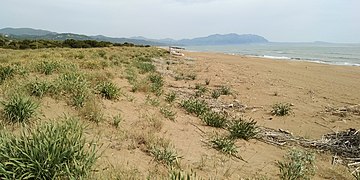 Cordon dunaire à Pancratium maritimum au sud de la plage de Kakóvatos.