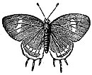 EB1911 Lepidoptera - Rathinda amor.jpg