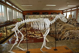 ENVT Museum Anatomie2.JPG