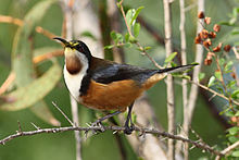 Eastern Spinebill444.jpg