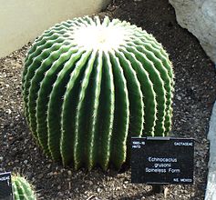 Echinocactus grusonii, a nearly spineless form