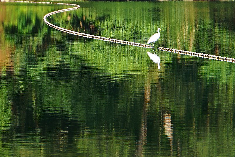 File:Egretta intermedia 中白鷺 - panoramio.jpg