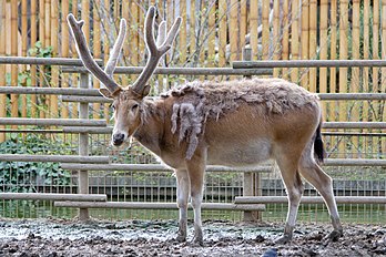 Un cerf du père David, espèce éteinte à l'état sauvage (Zoo Aquarium de Madrid, Espagne). (définition réelle 3 648 × 2 432)