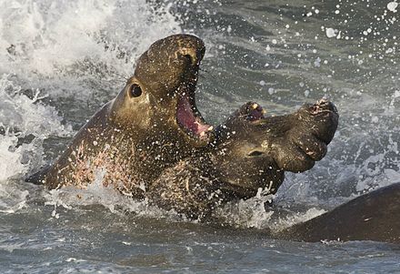 북방 코끼리 바다 표범