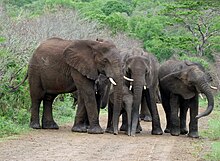 Elephants Hluhluwe Umfolosi Game Reserve.JPG