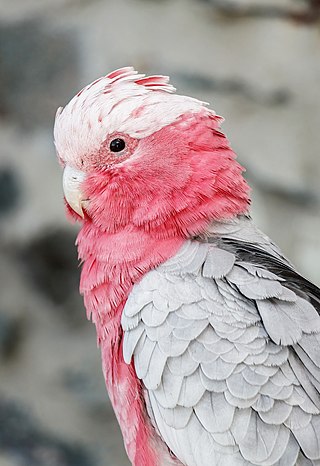 Eolophus roseicapilla (Galah); Vogelburg Weilrod, Germany