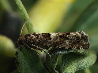 <i>Epiblema sarmatana</i> Species of moth