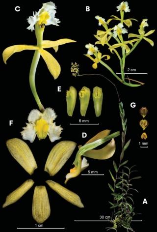 <i>Epidendrum katarun-yariku</i> Species of orchid