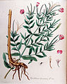 Epilobium hirsutum — Flora Batava — Volume v10.jpg