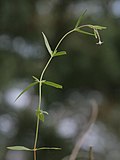 Thumbnail for Epilobium palustre