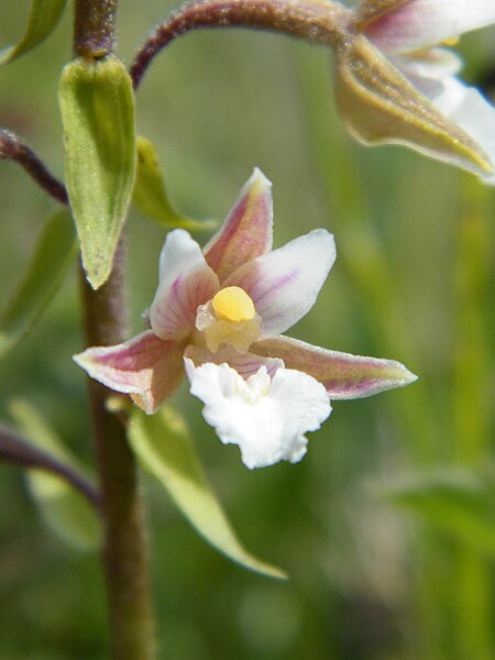 File:Epipactis palustris, Orchidée, Le Crotoy, Somme, Fr (3).jpg