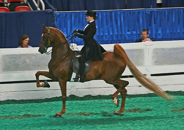 A saddle seat rider on an American Saddlebred