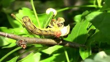 Dosya: Erannis defoliaria caterpillar.webm