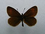 Erebia eriphyle