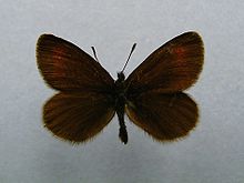 Erebia eryphile.jpg