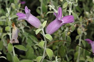 <i>Eremophila decussata</i>