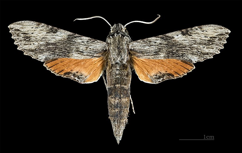 File:Erinnyis obscura obscura MHNT CUT 2010 0 48 Limbo Chapare Cochabamba Bolivia female dorsal.jpg