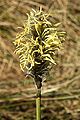 Eenarig wollegras (Eriophorum vaginatum)