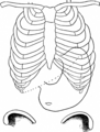 Page 69; Français : Figure 19 (d’après Rosenheim). POSITION VERTICALE DE L’ESTOMAC, DE DIMENSIONS NORMALES. Sa situation pendant le gonflement, - Bord inférieur du foie.