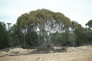 <i>Eucalyptus deflexa</i> Species of eucalyptus