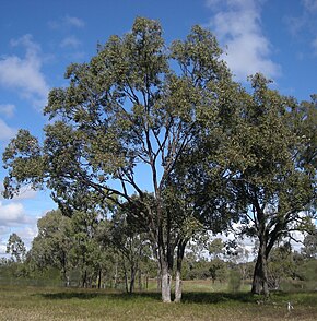 Descrierea imaginii Eucalyptus populnea tree.jpg.