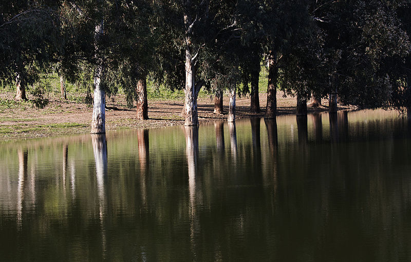 File:Eucalyptus trees - Ökaliptus ağaçları 02.jpg