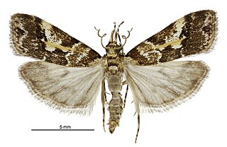 <i>Eudonia characta</i> Species of moth