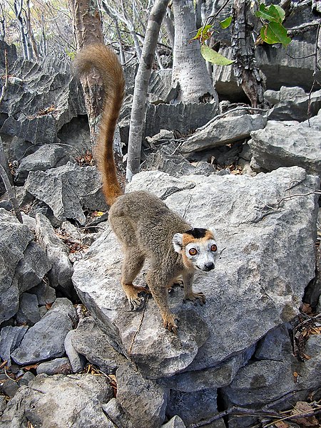 Tập_tin:Eulemur_coronatus_Madagascar_16-07-2004.JPG