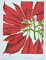Euphorbia Pulcherrima Floral Magazine 1873.jpg