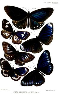 <i>Euploea camaralzeman</i> Species of butterfly