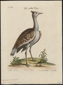 Eupodotis arabs - 1700-1880 - Print - Iconographia Zoologica - Special Collections University of Amsterdam - UBA01 IZ17200045.tif