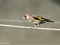 European Goldfinch (Carduelis carduelis) (50070193541).jpg