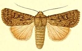 Dichagyris forcipula