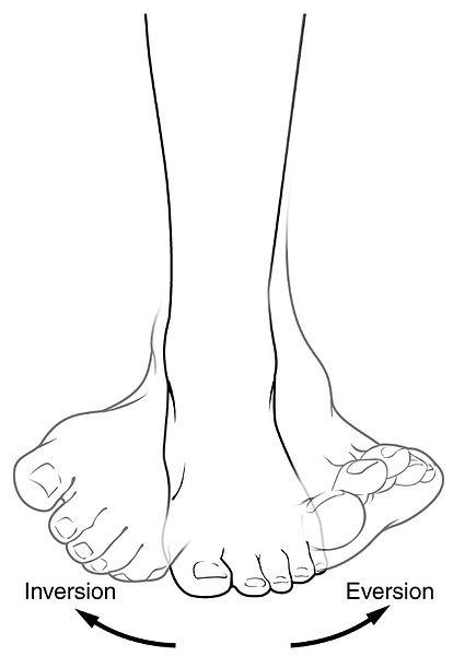 File:Pronation and supination.jpg - Wikipedia