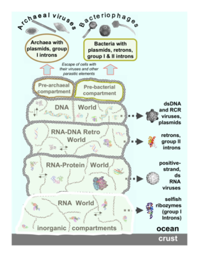 Taxonomía Biota: Origen y evolución, Probable cuarto dominio celular, Filogenia