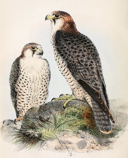 File:Falco pelegrinoides babylonicus 1861.jpg