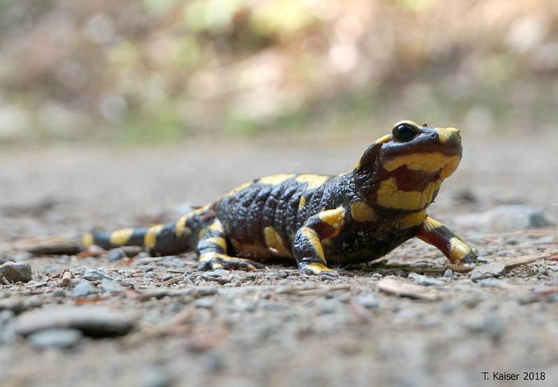 File:Feuersalamander Salamandra salamandra.jpg