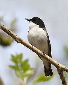 European pied flycatcher httpsuploadwikimediaorgwikipediacommonsthu