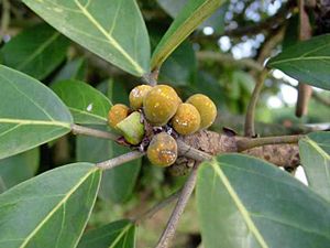 Inflorescencia