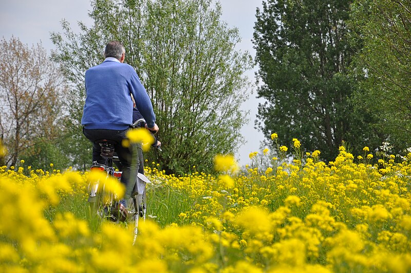 File:Fietsers Oudewater Polsbroekerdam Koolzaad 17052012.JPG