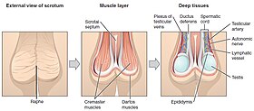 File:Concept of Foreskin Restoration.jpg - Wikipedia