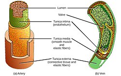 Photo of Dense