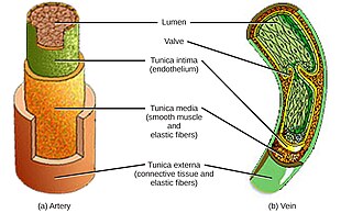 Diploic veins - Wikipedia
