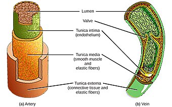 Figure 40 03 07.jpg