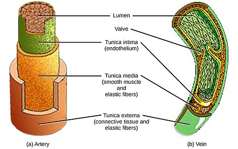 Smooth Muscle diagram