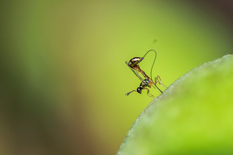 File:Figwasp Apocrypta sps. on Ficus racemosa 2.jpg