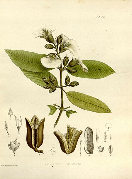 Qualea grandiflora