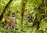 Thumbnail for File:Flickr - Oregon Department of Fish &amp; Wildlife - 5415 blacktail deer swart odfw.jpg