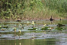 Plante dans le lac de Afito